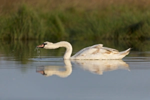 Drinking Prints: Mute Swan (Cygnus olor) immature, drinking, swimming on pond, Suffolk, England, July