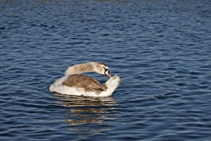 Feathers Prints: Mute Swan (Cygnus olor) immature, preening on water, Norfolk, England, January