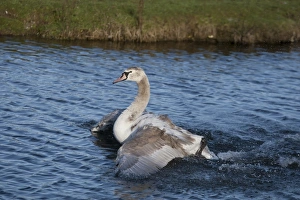 Wildfowl Prints: Mute Swan (Cygnus olor) immature, bathing, Norfolk, England, January