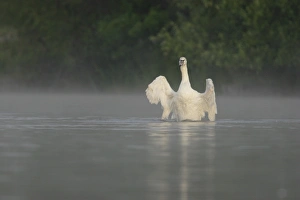 Stretching Prints: Mute Swan (Cygnus olor) immature