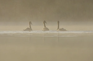 Mists Prints: Mute Swan (Cygnus olor) three immatures