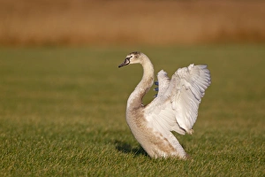 Water Fowl Prints: Mute Swan (Cygnus olor) juvenile