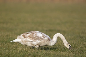 Water Fowl Prints: Mute Swan (Cygnus olor) juvenile