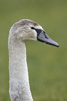 Bill Prints: Mute Swan (Cygnus olor) juvenile, close-up of head and neck, Suffolk, England, february