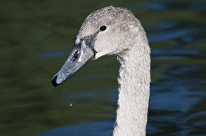 Local Prints: Mute Swan (Cygnus olor) juvenile