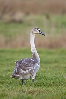 Mute Swan (Cygnus olor) juvenile, standing on grazing marsh, Suffolk, England, january