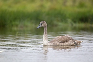 Water Fowl Prints: Mute Swan (Cygnus olor) juvenile, swimming in pond, Suffolk, England, September