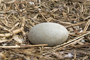 Pond Prints: Mute Swan (Cygnus olor) unhatched egg in nest, Suffolk, England, May