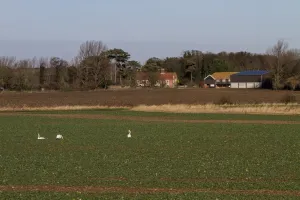 Seed Prints: Mute Swan family feeding in a field of oil seed rape