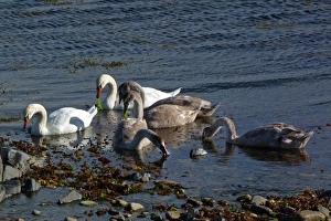 Cygnus Prints: mute swan family group feeding on seaweed - Jura, Scotland
