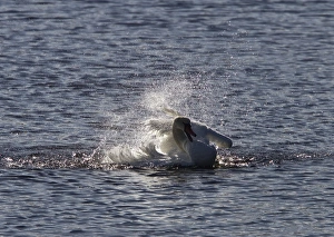 Splash Prints: Mute swan washing in fresh water