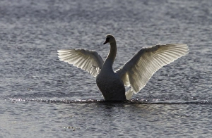 Flapping Prints: Mute Swan wing flapping
