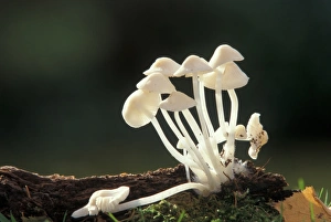 Mycena galopus Var. alba rea