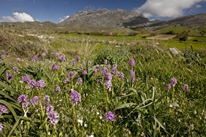 Aegean Prints: Naked Man Orchid (Orchis italica) flowering