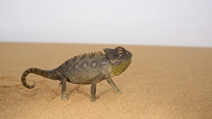 Sandy Prints: Namaqua Chameleon (Chamaeleo namaquensis) adult