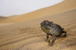 Namaqua Chameleon (Chamaeleo namaquensis) adult, walking on sand dune in desert, Namib Desert, Namibia, February
