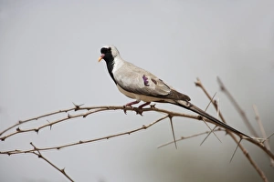 Pigeon Prints: Namaqua Dove (Oena capensis) adult male, perched on thorny twig, Gambia, February