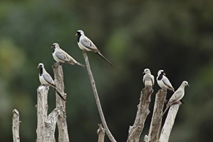 Pigeon Prints: Namaqua Dove (Oena capensis) adult males