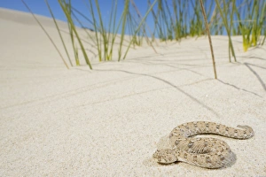 Sandy Prints: Namaqua Dwarf Adder (Bitis schneideri) adult