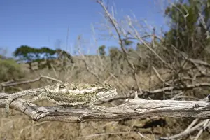 South Africa Prints: Namaqua Dwarf Chameleon (Bradypodion occidentale) adult