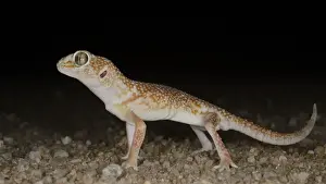 Desert Prints: Namib Giant Ground Gecko Chondrodactylus angulifer adult