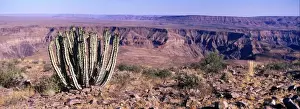 Namibian Prints: Namibia Euphorbia virosa growing with Fish River canyon behind - Namibia