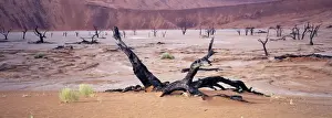 Namibian Prints: Namibia Skeletons of dead Acacia trees lay in the pan of Dead Vlei, Namibia