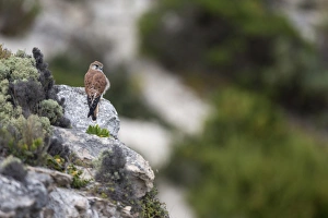 Nankeen Kestrel (Falco cenchroides) adult female, standing on rock, Kangaroo Island, South Australia, Australia