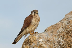 Nankeen Kestrel (Falco cenchroides) adult female, perched on rock, The Pinnacles, Nambung N. P