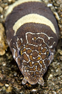 Napoleon Snake-eel (Ophichthus bonaparti) adult, close-up of head, at burrow entrance in sand, Horseshoe Bay