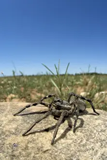 Wolf Spider Prints: Narbonne's Wolfspider (Lycosa narbonensis) adult female