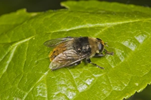 Narcissus Bulb Fly (Merodon equestris) adult, resting on leaf, Norfolk, England, june