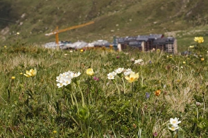 Encroaches Prints: Narcissus-flowered Anemone (Anemone narcissiflora) and Yellow Alpine Pasqueflower (Pulsatilla alpina apiifolia)