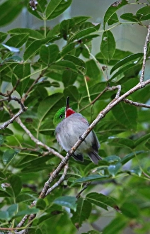 Todies Prints: Narrow-billed Tody (Todus angustirostris) adult
