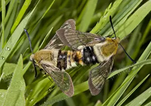 Southeastern Europe Prints: Narrow-bordered Bee Hawkmoth (Hemaris tityus) adult pair, mating, Bulgaria, May
