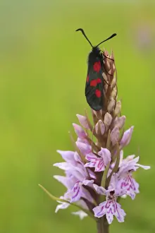 Spotted Prints: Narrow-bordered Five-spot Burnet Moth (Zygaena lonicerae) adult