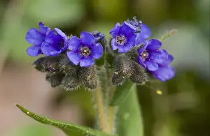 Boraginaceae Prints: Narrow-leaved Lungwort (Pulmonaria longifolia) close-up of flowers