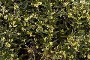 Sardinian Prints: Narrow-leaved Phillyrea (Phillyrea angustifolia) close-up of leaves and flowers