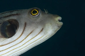Strait Prints: Narrow-lined Puffer (Arothron manilensis) adult