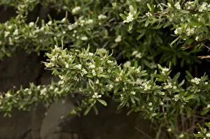 Leaves Prints: Narrowleaf Firethorn (Pyracantha angustifolia) introduced invasive species