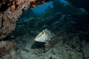 Swimming Prints: Nassau Grouper (Epinephelus striatus) adult