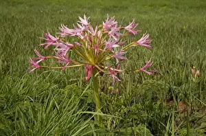 South Africa Prints: Natal Candelabra Flower (Brunsvigia natalensis) flowering