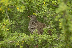 Gamebird Prints: Natal Francolin (Francolinus natalensis) adult, feeding in bush, Kruger N. P