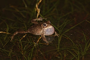 Shallows Prints: Natterjack Toad (Bufo calamita) adult male