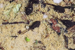 Tadpole Prints: Natterjack Toad (Bufo calamita) tadpoles