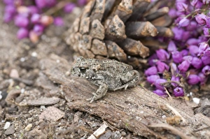Natterjack Toad (Bufo calamita) young, two-weeks old, resting beside flowering heather, England