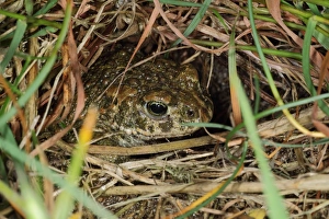 Bufo Prints: Natterjack Toad (Epidalea calamita) adult