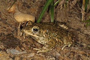 Natterjack Toad (Epidalea calamita) adult, sitting on sand at night, Dorset, England, June