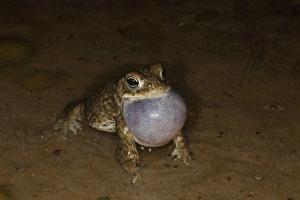 Shallows Prints: Natterjack Toad (Epidalea calamita) adult male