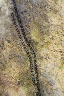 Shallows Prints: Natterjack Toad (Epidalea calamita) spawn, Dorset, England, May